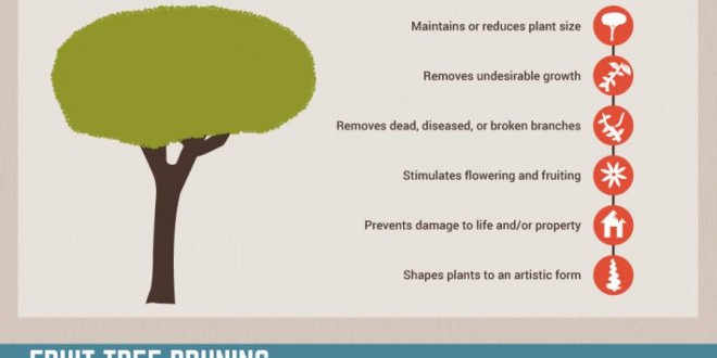 The Importance of Pruning Your Trees | Infographic Portal