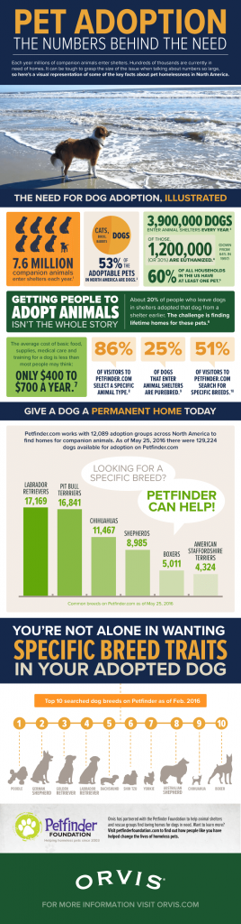 Pet Adoption: The Numbers Behind the Need | Infographic Portal