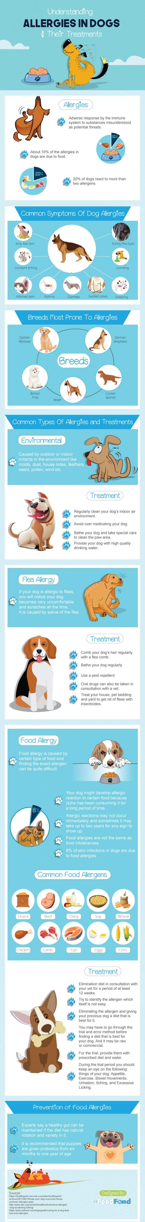 Understanding-Allergies-In-Dogs-Best-Dog-Food-For-Allergies-Guide