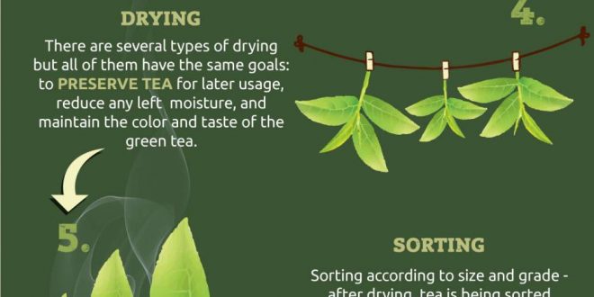 Green Tea Production Journey: From Harvest to Cup | Infographic Portal