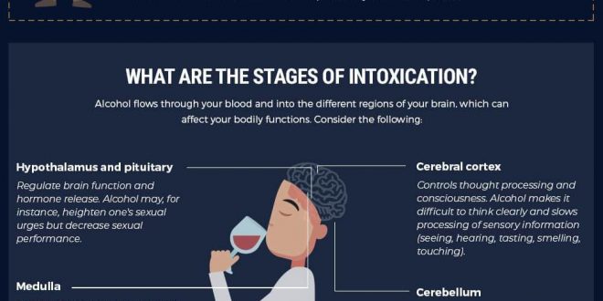 The Effects Of Alcohol On Our Brain | Infographic Portal