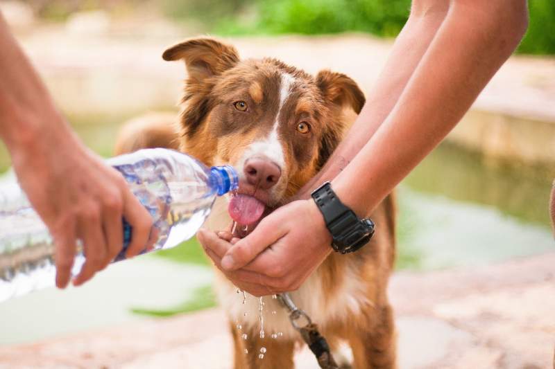 dog-thirsty