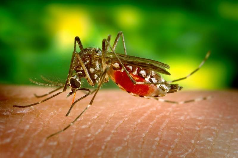 mosquito-biting-female-parasite