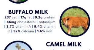 Which-animal-milk-is-the-closest-to-human-milk