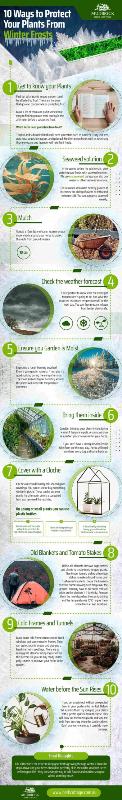 Protect Your Plants From Winter Frosts