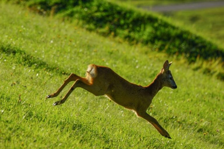 roe-deer-animal-wild-animals